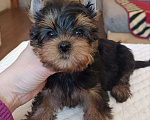 Собаки в других городах Свердловской области: Йоркширский терьер щенки Девочка, 45 000 руб. - фото 3