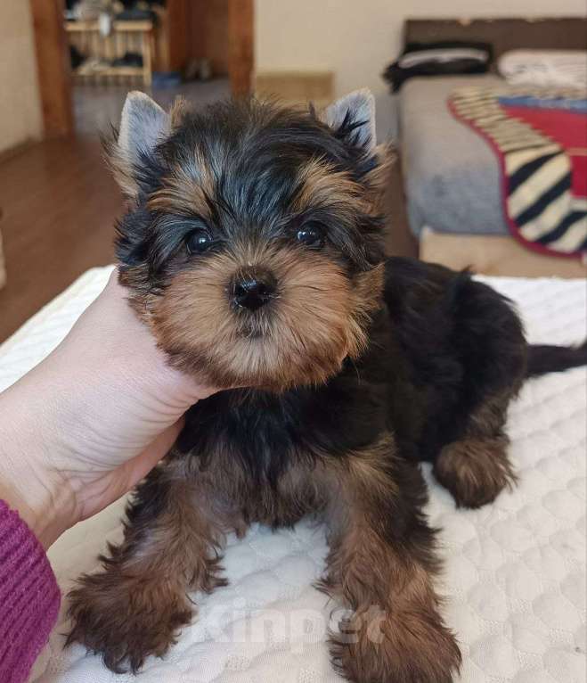 Собаки в других городах Свердловской области: Йоркширский терьер щенки Девочка, 45 000 руб. - фото 3