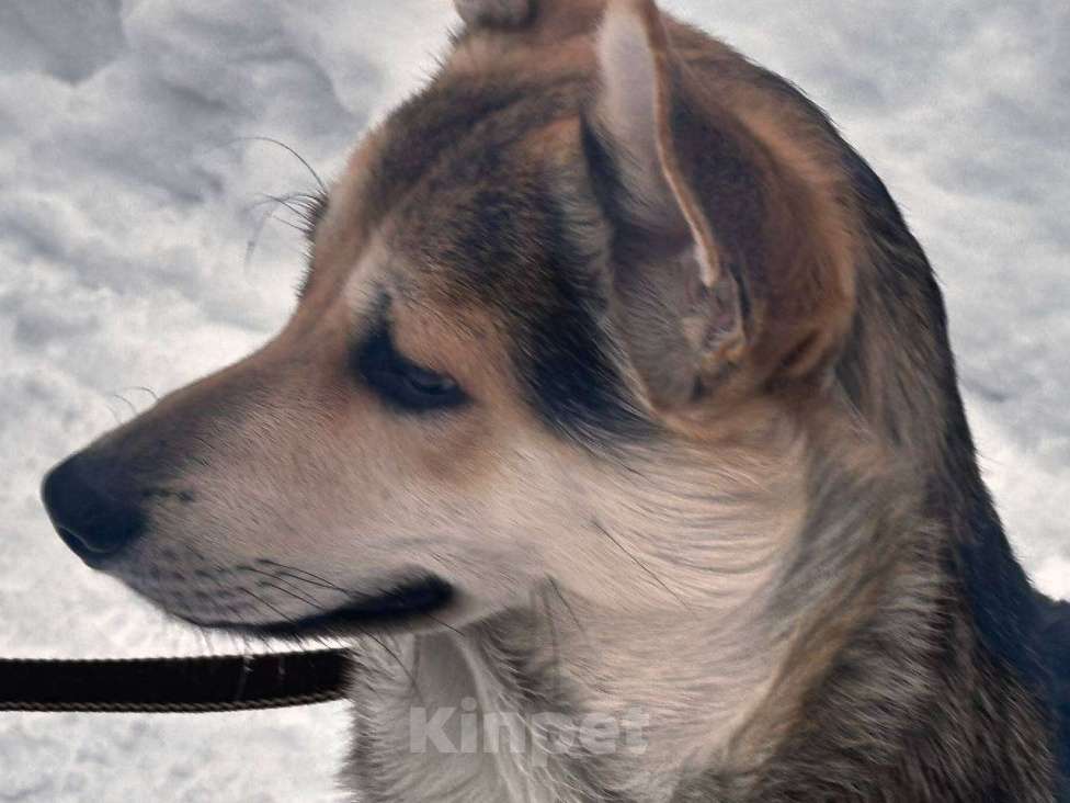 Собаки в Москве: Джокер в добрые руки Мальчик, Бесплатно - фото 1