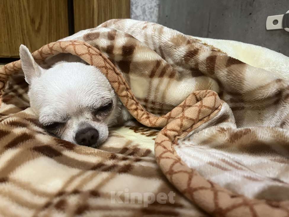 Собаки в Тольятти: Собака чихуахуа взрослая Девочка, 5 000 руб. - фото 2