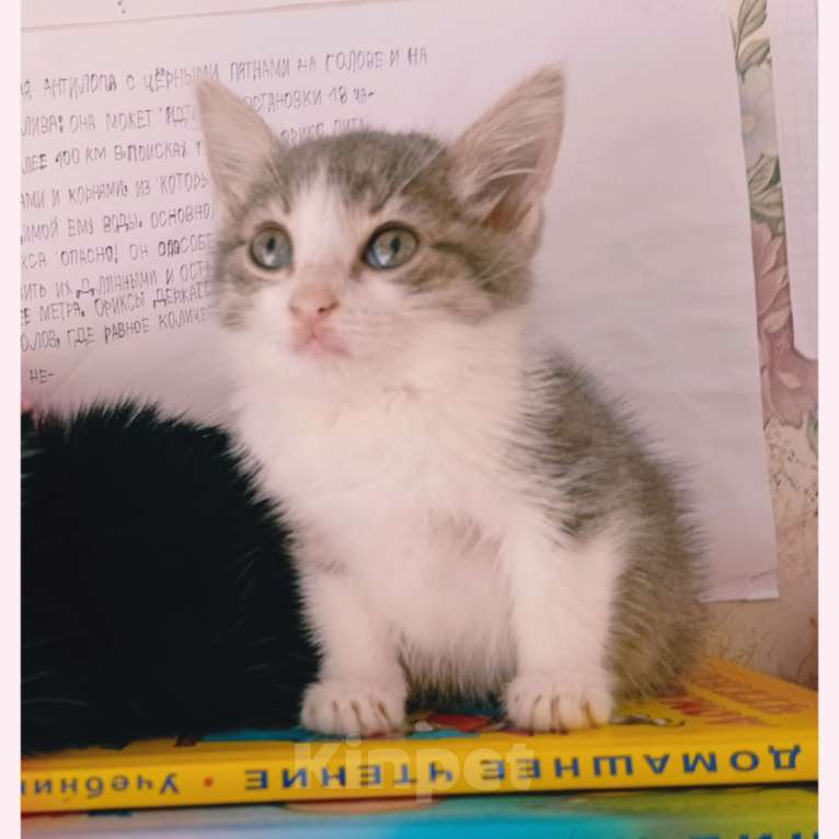Кошки в Казани: Котенок Девочка, Бесплатно - фото 1