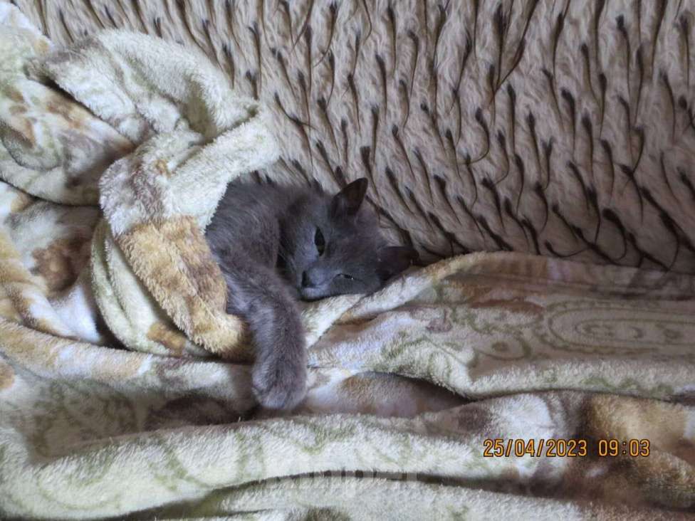 Кошки в Сочи: мечта о доме Девочка, Бесплатно - фото 2