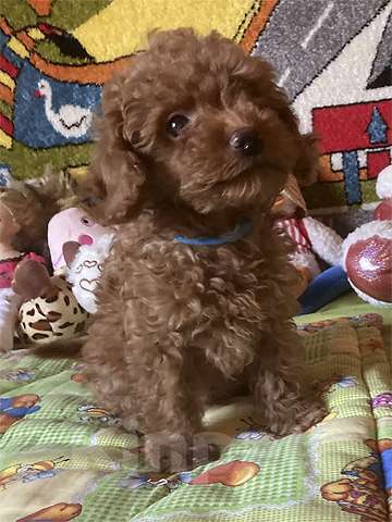 Собаки в других городах Московской области: Щенки той-пуделя Мальчик, Бесплатно - фото 1