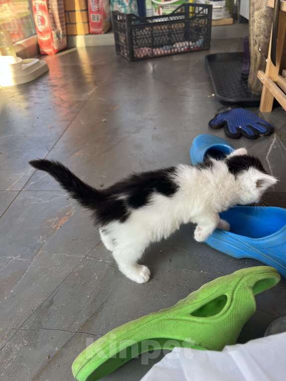 Кошки в Вологде: Отдадим котёнка в добрые руки Мальчик, Бесплатно - фото 3