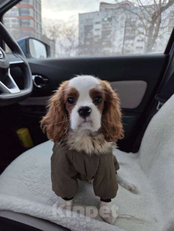 Собаки в Новосибирске: Кавалер кинг-чарльз-спаниель, щенок Мальчик, 70 000 руб. - фото 6