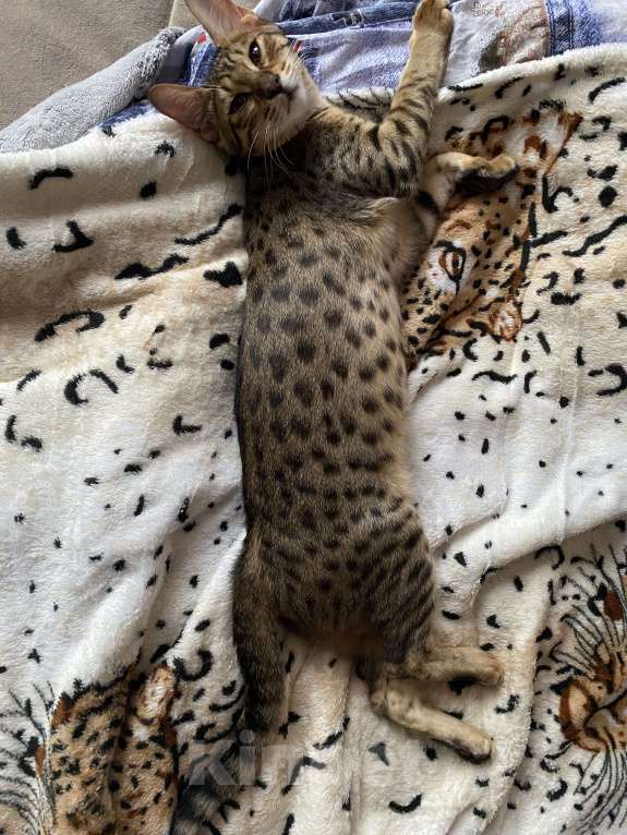 Кошки в Москве: Саванна sbt F5 Девочка, 60 000 руб. - фото 3