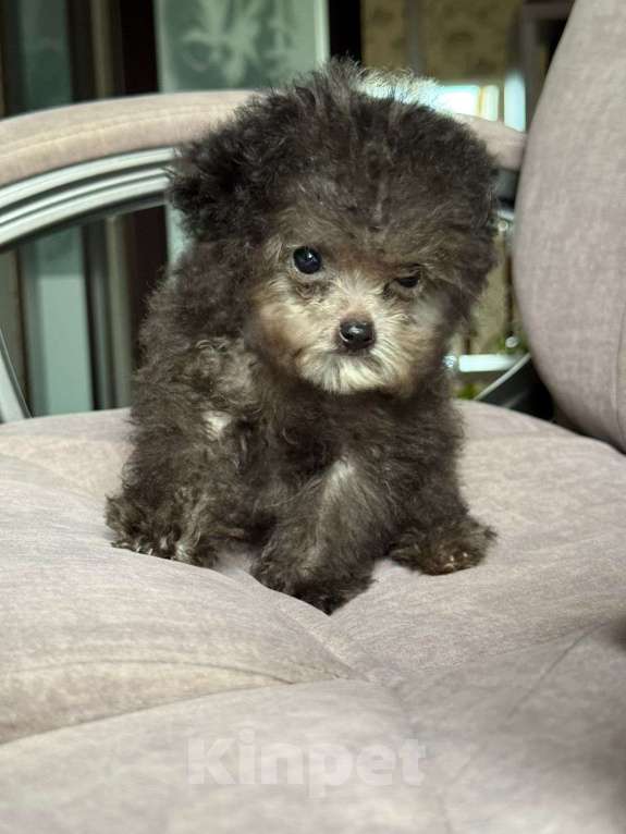 Собаки в Ейске: Продаю щенков Тедди пудель, импорт Китай🇨🇳, девочка 9 месяцев, мальчик 11 месяцев  Девочка, 270 000 руб. - фото 2