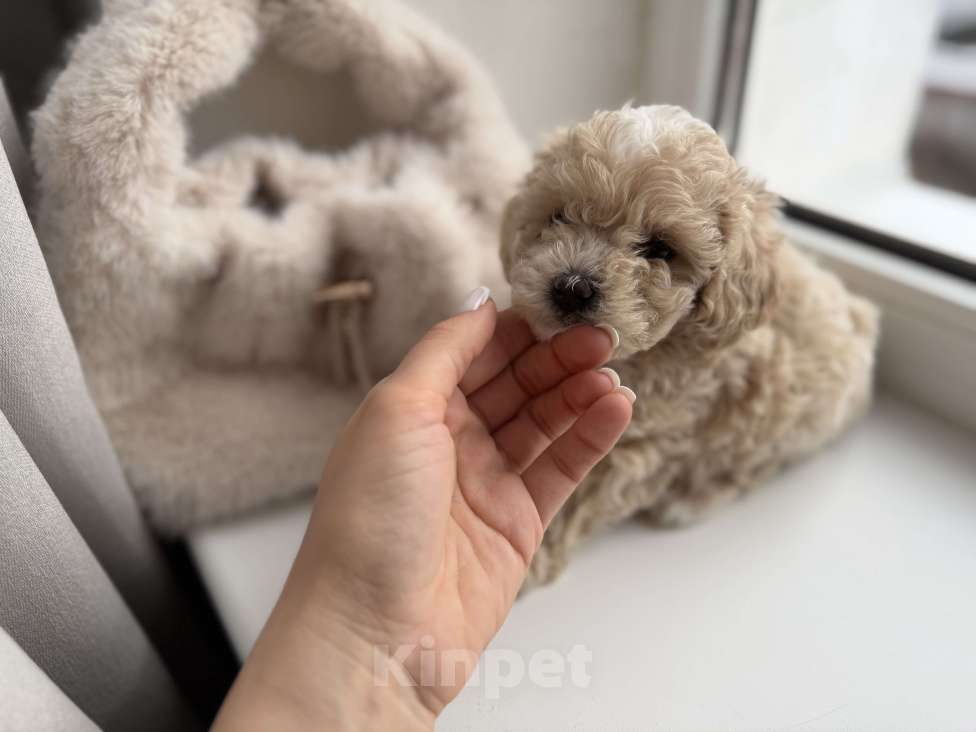Собаки в Иваново: Той-пудель мальчик Мальчик, Бесплатно - фото 4