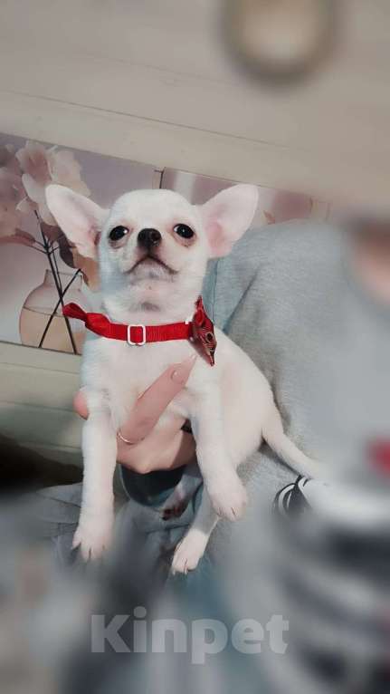 Собаки в Москве: Щенок чихуахуа Мальчик, 35 000 руб. - фото 1