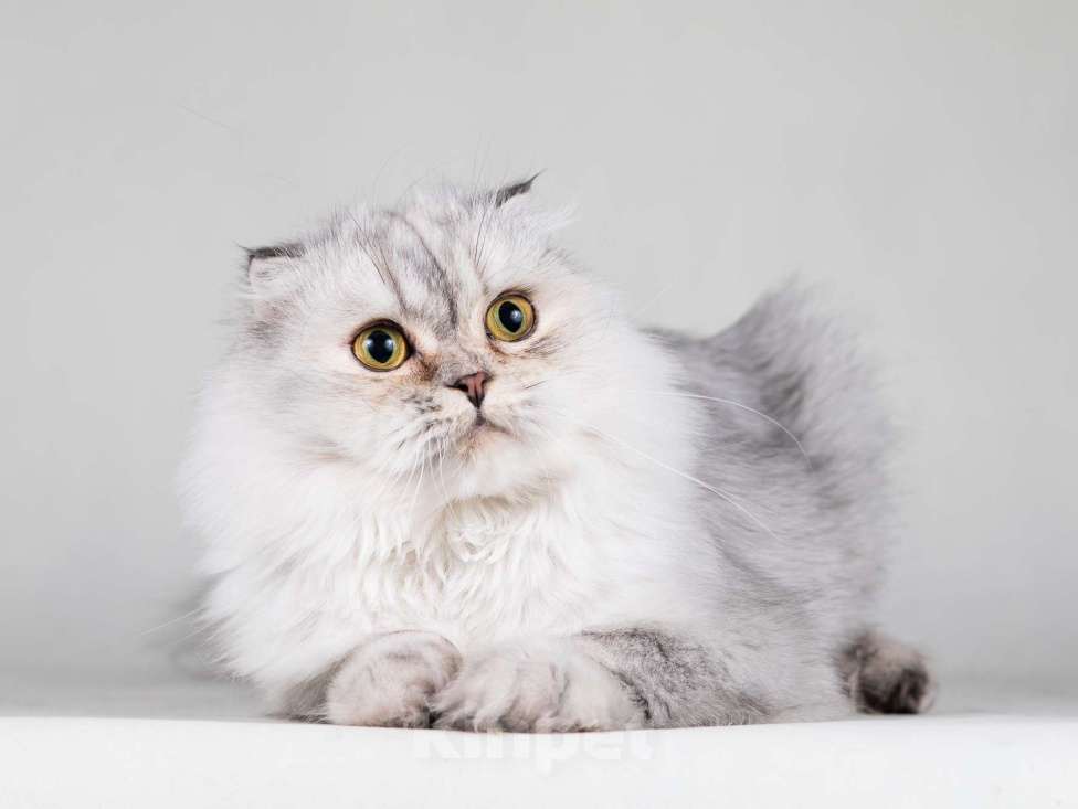 Кошки в Москве: Хайленд фолд серебристая шиншилла Айси в добрые руки Девочка, 1 руб. - фото 5