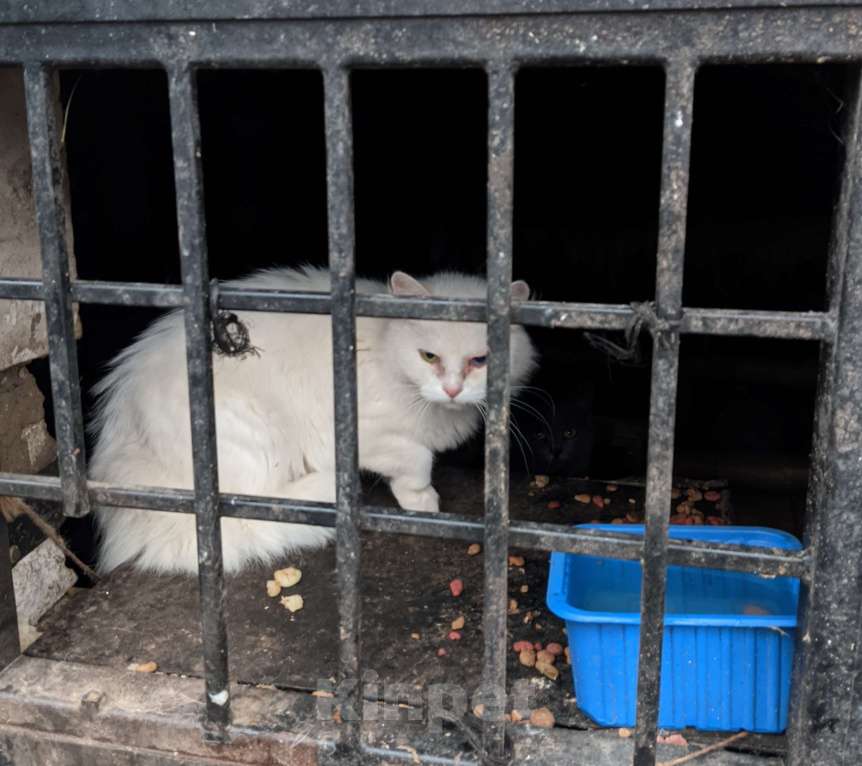 Кошки в Ульяновске: Спасите белую кошечку с улицы Девочка, Бесплатно - фото 2