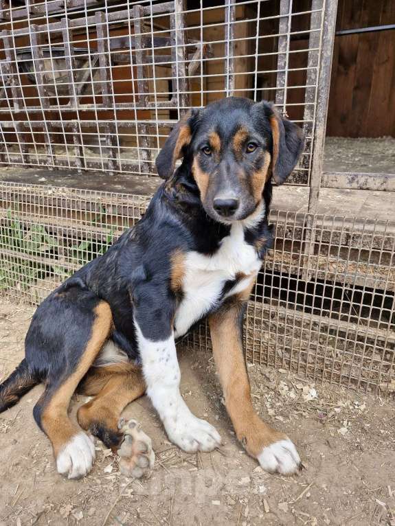 Собаки в Москве: Щенок в дар Девочка, Бесплатно - фото 3