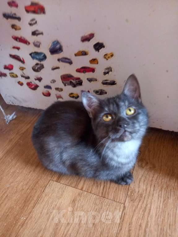 Кошки в Санкт-Петербурге: Бурмиллы, девочки.  Девочка, 5 000 руб. - фото 5
