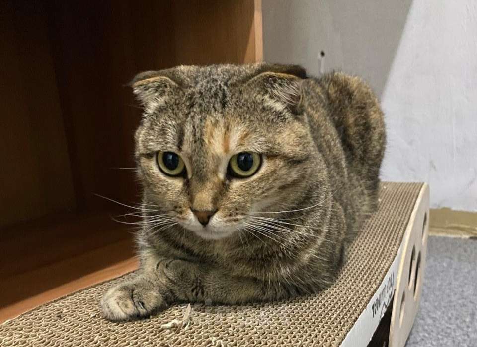 Кошки в Москве: Спокойная кошечка Эбигейл в добрые руки  Девочка, Бесплатно - фото 2