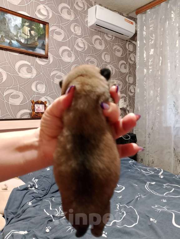 Собаки в Волгограде: Шенки мопс  Девочка, 25 000 руб. - фото 8