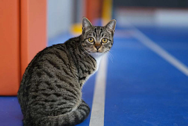 Китайский Ли Хуа