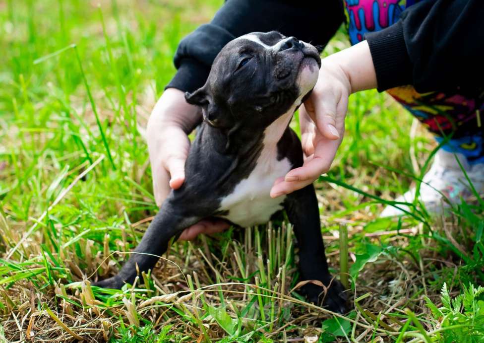 Собаки в Санкт-Петербурге: Малыш Токио Мальчик, 70 000 руб. - фото 3