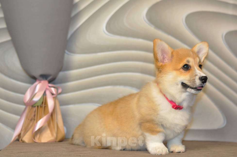 Собаки в Липецке: Красоточка Коржик Девочка, 55 000 руб. - фото 2