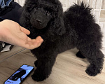 Собаки в Калининграде: Миниатюрный пудель Девочка, 70 000 руб. - фото 3