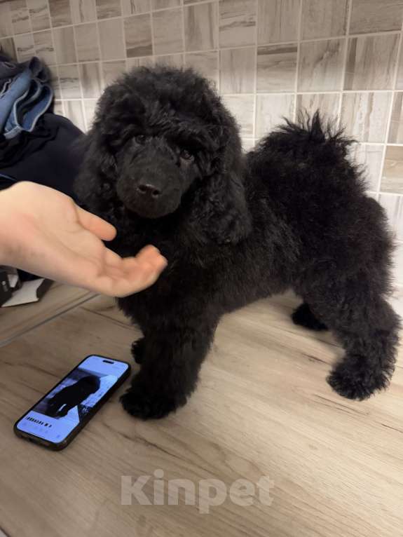 Собаки в Калининграде: Миниатюрный пудель Девочка, 70 000 руб. - фото 3