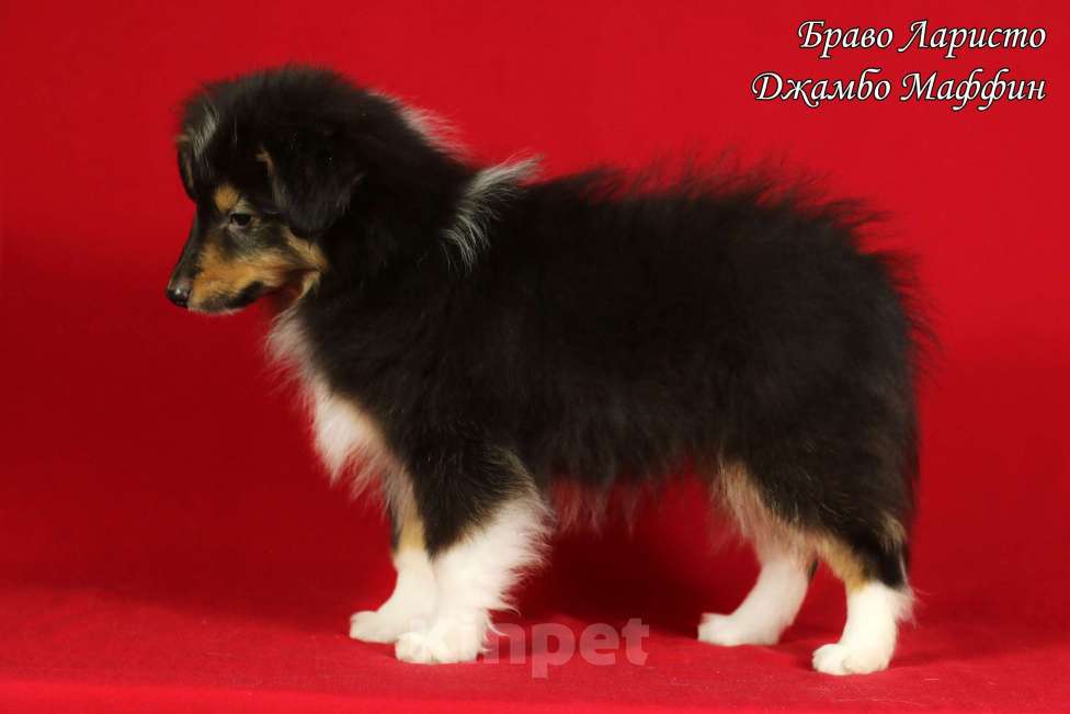 Собаки в Рязани: Щенки шелти. Девочка, Бесплатно - фото 6