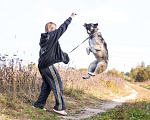 Собаки в Люберцах: Молодая американская акита Нори в добрые руки Девочка, 1 руб. - фото 3
