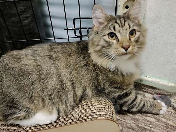 Кошки в Москве: Молодой ласковый кот Алекс в дар хорошим людям Мальчик, Бесплатно - фото 4