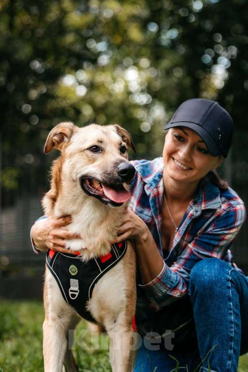 Собаки в Москве: Лайма - концентрат любви и нежности, ищет дом! Девочка, Бесплатно - фото 3