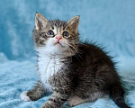 Кошки в Санкт-Петербурге: Котенок 1 месяц Бьёрн Мальчик, Бесплатно - фото 1