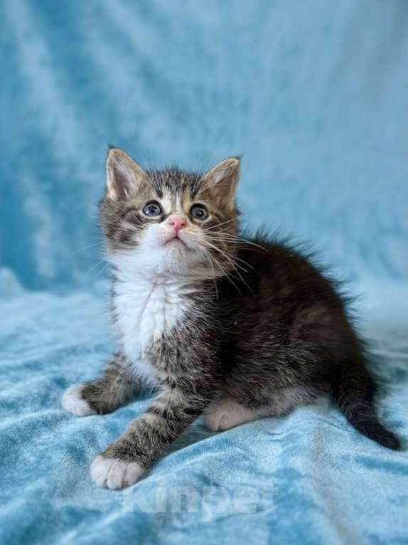 Кошки в Санкт-Петербурге: Котенок 1 месяц Бьёрн Мальчик, Бесплатно - фото 1