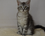 Кошки в Санкт-Петербурге: Котенок мейн-кун черный мрамор на серебре Девочка, 65 000 руб. - фото 3