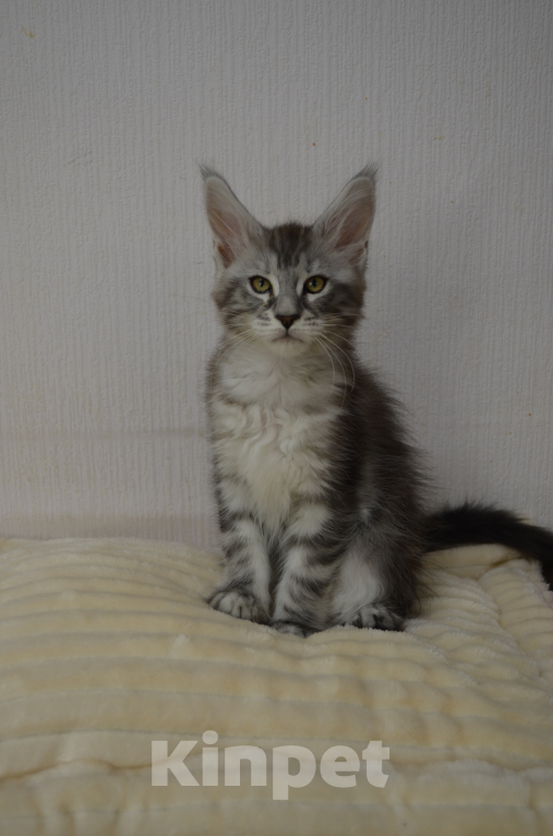 Кошки в Санкт-Петербурге: Котенок мейн-кун черный мрамор на серебре Девочка, 65 000 руб. - фото 3