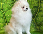 Собаки в Москве: Белый шпиц мальчик Мальчик, 65 000 руб. - фото 2