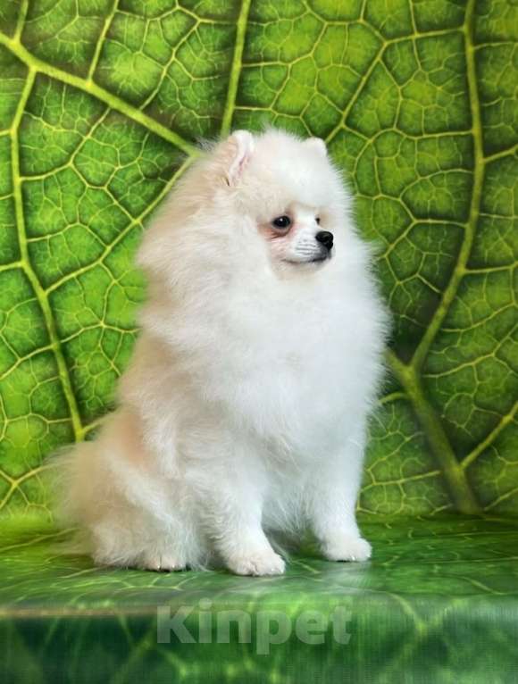 Собаки в Москве: Белый шпиц мальчик Мальчик, 65 000 руб. - фото 2