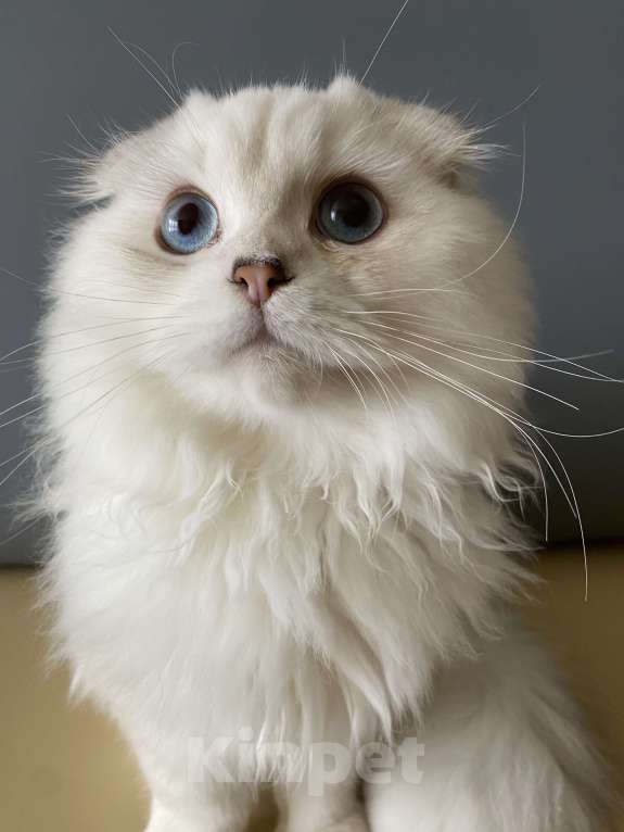 Кошки в Москве: Голубоглазик Мальчик, 30 000 руб. - фото 4