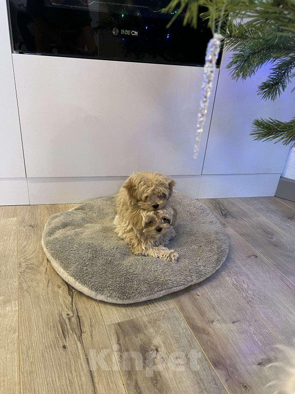 Собаки в Москве: Микро мальчик мальтипу f1, будет крошечный, очень красивый, игривый, аккуратный! Мальчик, 150 000 руб. - фото 7