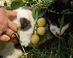 Кошки в Дзержинском: Отдам Котят в добрые руки Мальчик, 1 руб. - фото 5