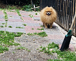 Собаки в Ижевске: Шпиц для вязки, 3 000 руб. - фото 3
