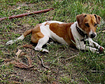 Собаки в Асбесте: Вязка Джек Рассел, 1 руб. - фото 1