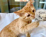 Кошки в Москве: Яркий, рыжий котенок Морковкин в добрые руки Мальчик, 1 руб. - фото 6