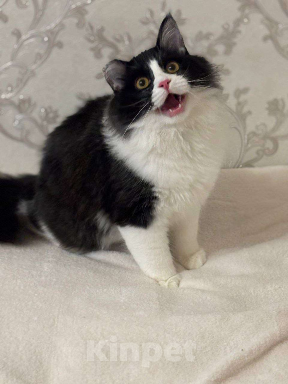 Кошки в Москве: Роскошный Винсент в поисках семьи Мальчик, Бесплатно - фото 5