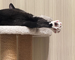 Кошки в Москве: Кошка девочка 2 года Девочка, Бесплатно - фото 2