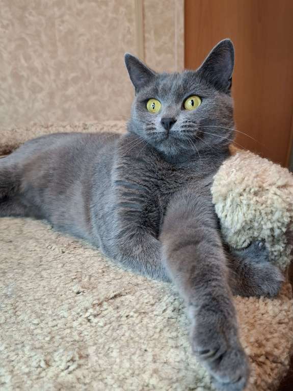 Кошки в Москве: Василина едет на выставку-пристройство WOOF в Москву  Девочка, Бесплатно - фото 9