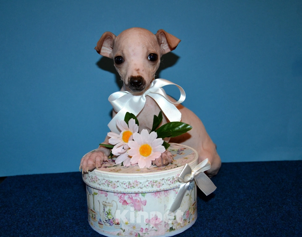 Собаки в Москве: Щенки американского голого терьера мини Девочка, 30 000 руб. - фото 2