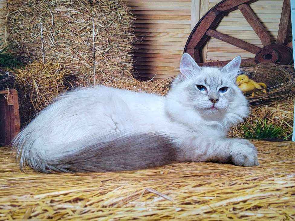 Кошки в других городах Московской области: Мальчик Обеликс Мальчик, 40 000 руб. - фото 3