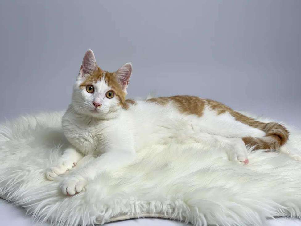 Кошки в Москве: Футболист с рыжим хвостиком ищет дом Мальчик, Бесплатно - фото 3