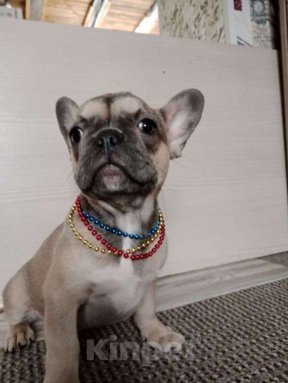 Собаки в Красноярске: Французский бульдог девочка  Девочка, Бесплатно - фото 3