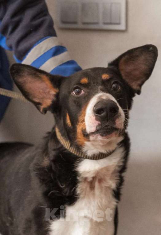 Собаки в Москве: Трехцветный добродушный пёс Барон ищет дом Мальчик, 1 руб. - фото 7