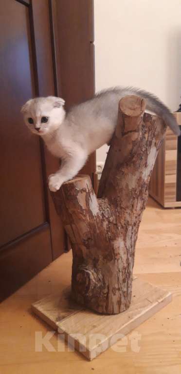 Кошки в Челябинске: Голубой шотландец Мальчик, 25 000 руб. - фото 5