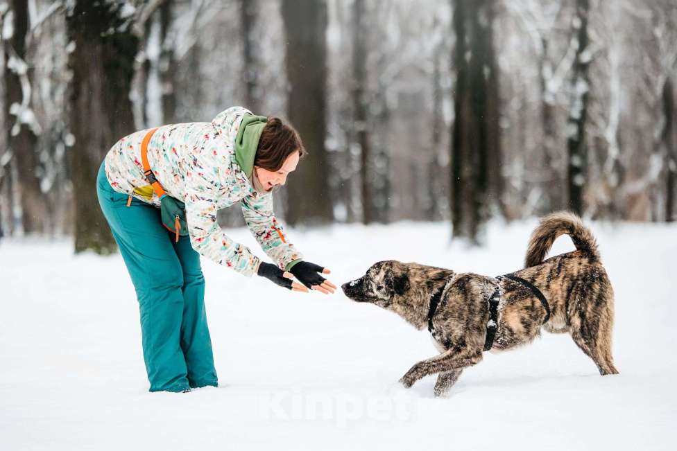 Собаки в Москве: Тигровый Чуни ищет дом Мальчик, Бесплатно - фото 9